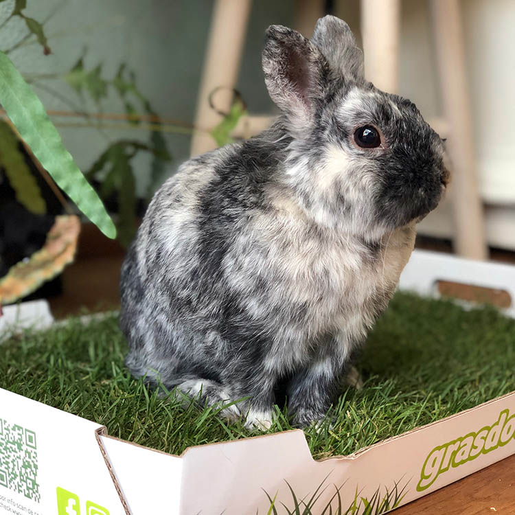 grasdoos.nl gras voor huisdieren kopen