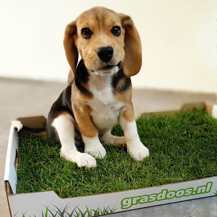 grasdoos.nl gras voor huisdieren kopen puppy zindelijk maken