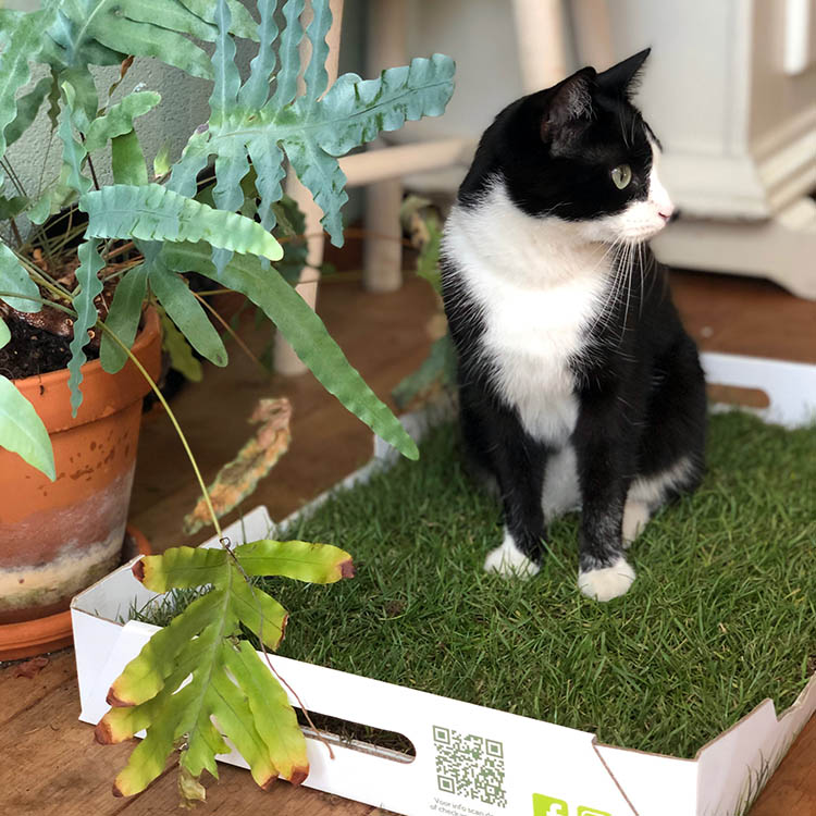 grasdoos.nl gras voor huisdieren kopen